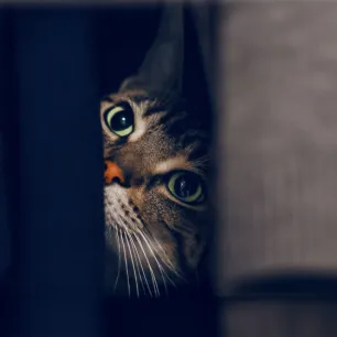 Can Cats See in the Dark?