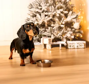 Can Dogs Eat Christmas Dinner?