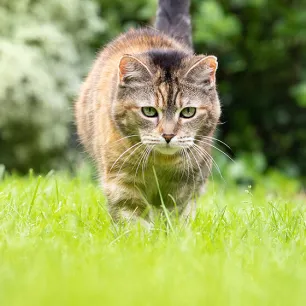 Cat Fleas: Causes, Prevention and Treatment