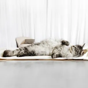 Cat Pregnancy Information & Advice