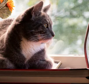 Hernias in Cats