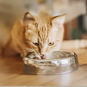 Cats with Special Diets