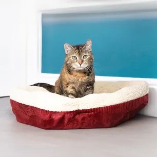 Choosing the Right Cat Bed for Your Cat