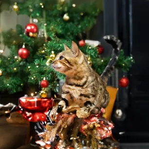 Christmas Safety for Cats