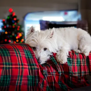Christmas Safety for Dogs