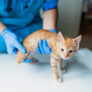 Coping with Amputation in Cats