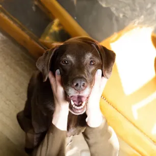 Coping with Limb Amputation in Dogs