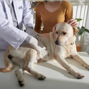 Cushing’s Disease in Dogs: Symptoms and Treatment