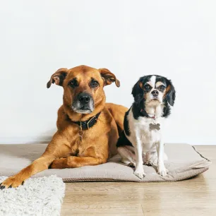 Dog Acne Information and Treatment