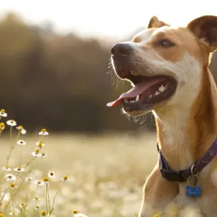 Dog Allergies: Symptoms, Triggers and Treatment