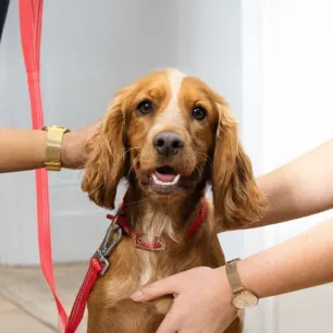 Essential Dog Accessories for Your Adolescent Puppy