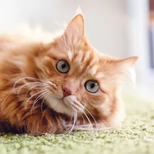 Facts About Ginger Cats
