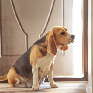 Feeding Your Dog During Pregnancy