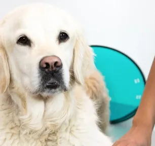 Gastroenteritis in Dogs Symptoms and TreatmentHERO