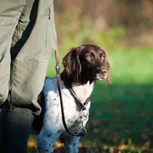 Gundogs: Everything You Need to Know