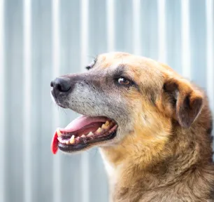 Halitosis and Bad Breath in Dogs