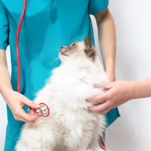 Helping Your Cat Recover from Surgery