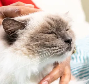 How to Massage Your Cat