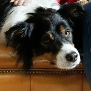 Low-Maintenance Dog Breeds