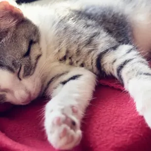 How Long Do Cats Sleep