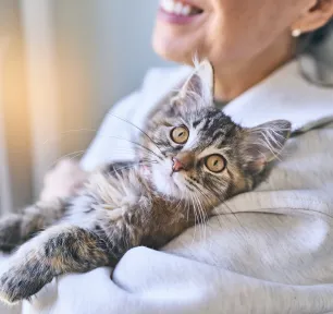 Understanding Your Cat’s Liver Condition