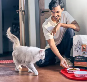 Wet or Dry Cat Food: What Should