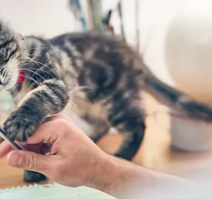 Buying a Kitten Checklist: What to Expect