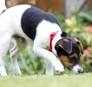 How to stop a dog digging