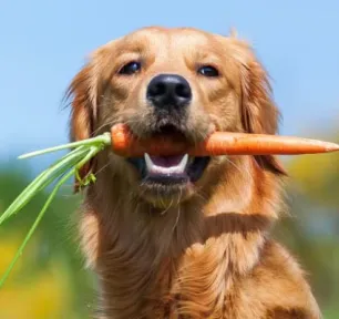 Can Dogs Eat Carrots?