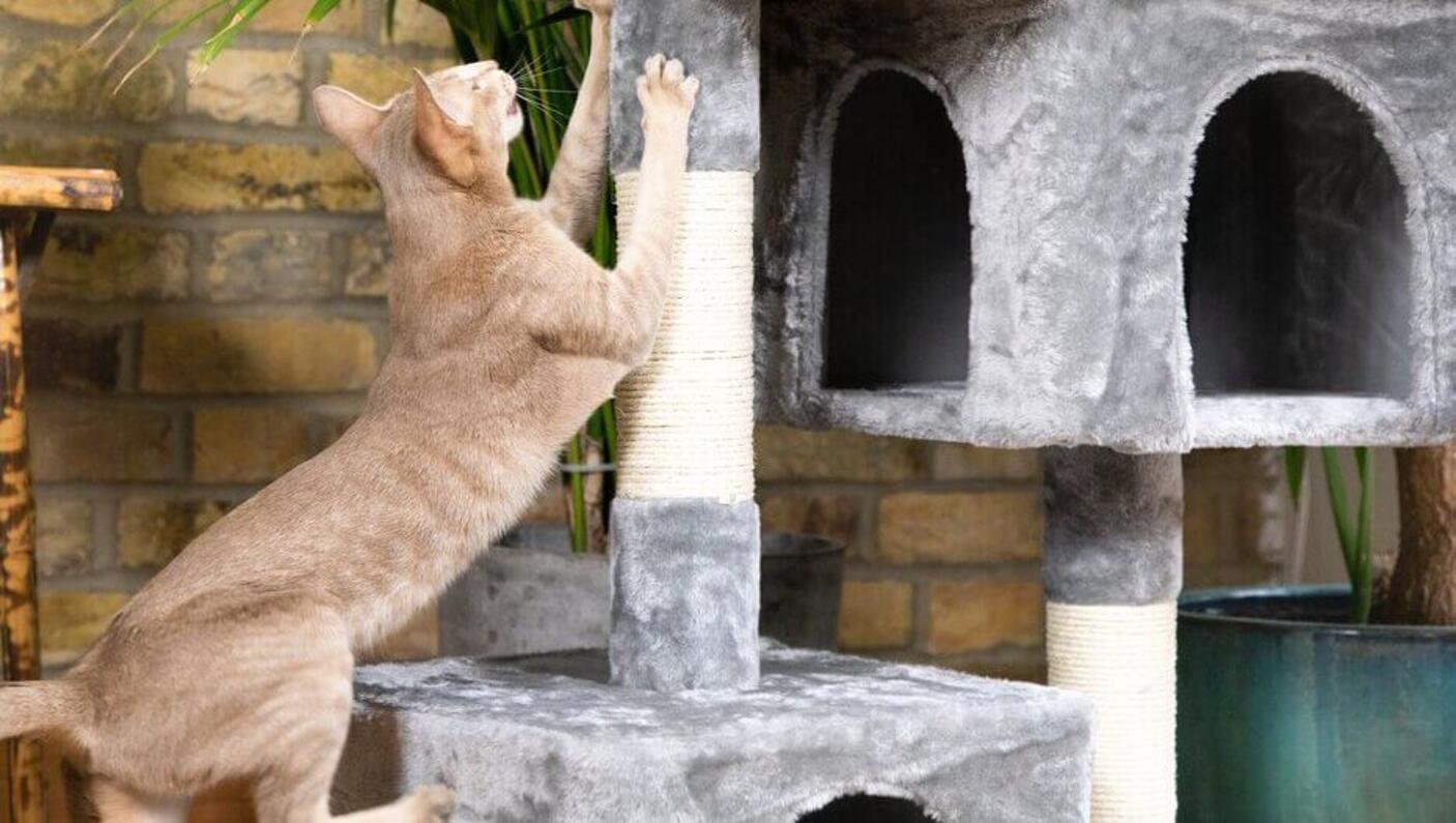 Cat at home with scratching post