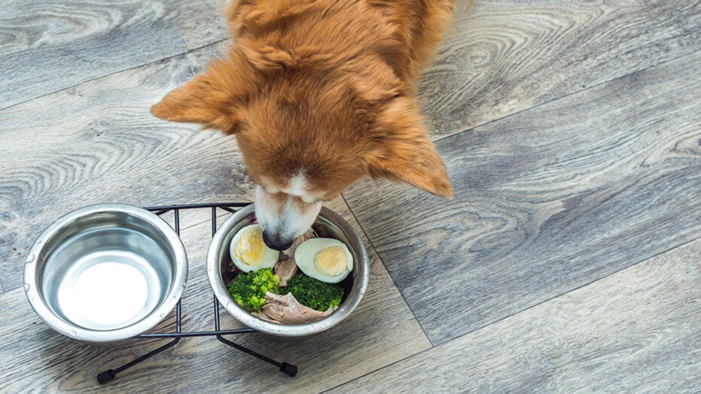 Brown dog eating eggs and raw meat.