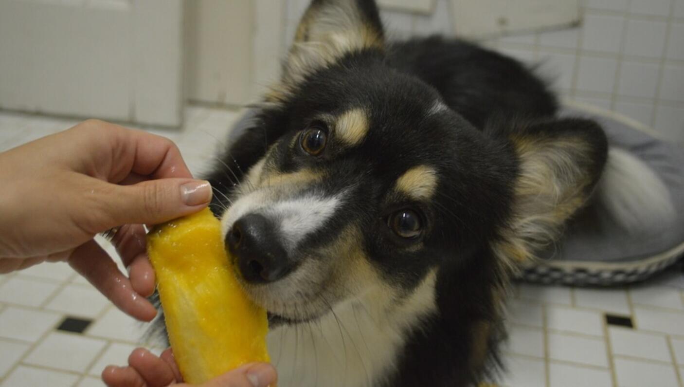 Black and white dog is eating mango