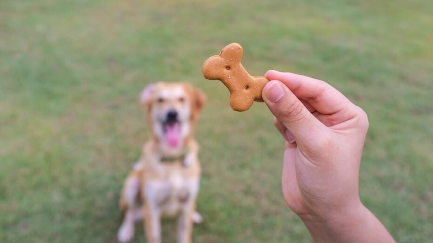 Dog outside looking at biscuit