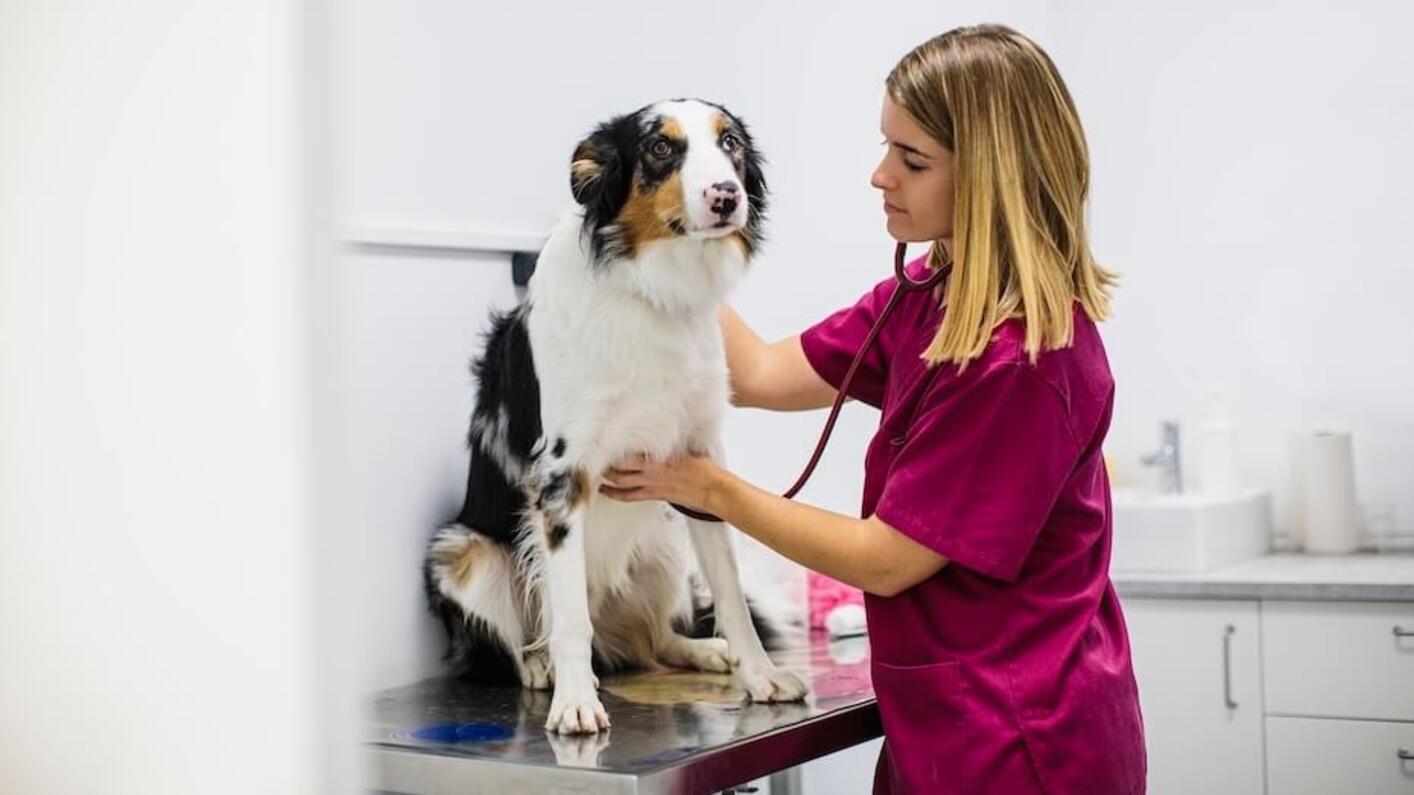 Dog at the vet