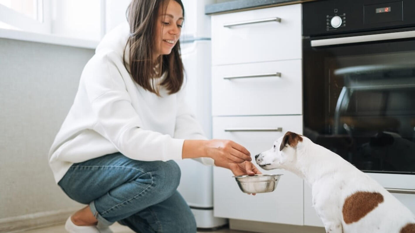 Dog and person in the kitchen 