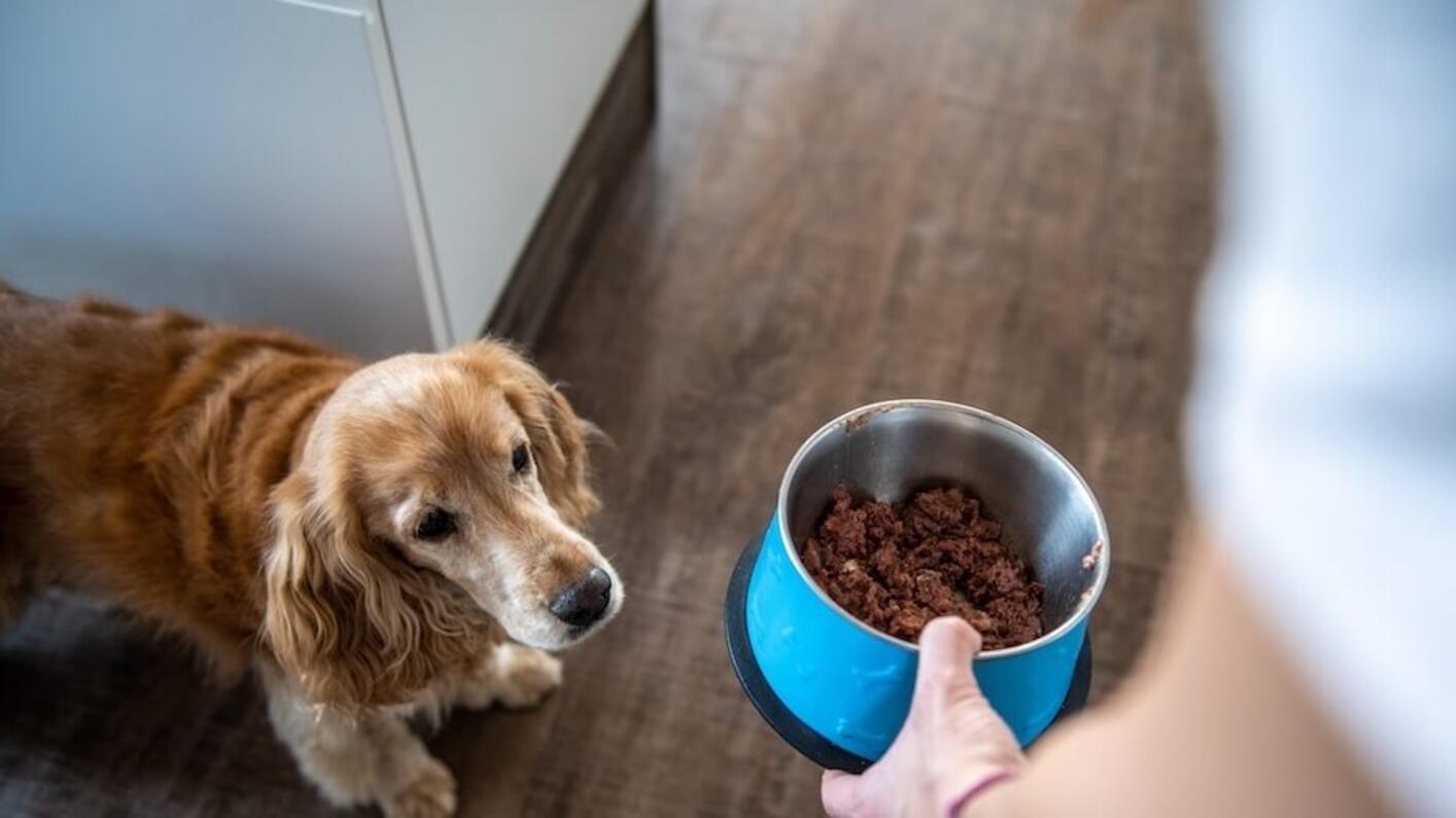 Cocker Spaniel looking at bowl 