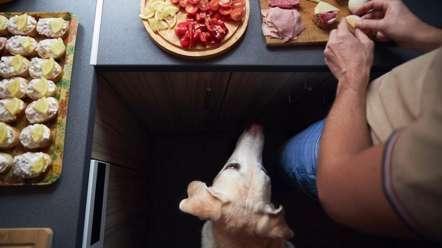 Dog looking at person cooking