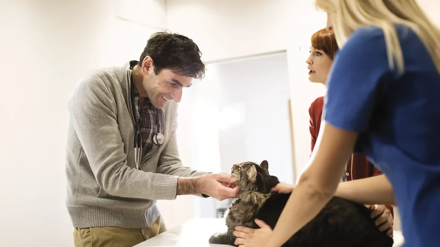 Veterinary Supplements for Cats