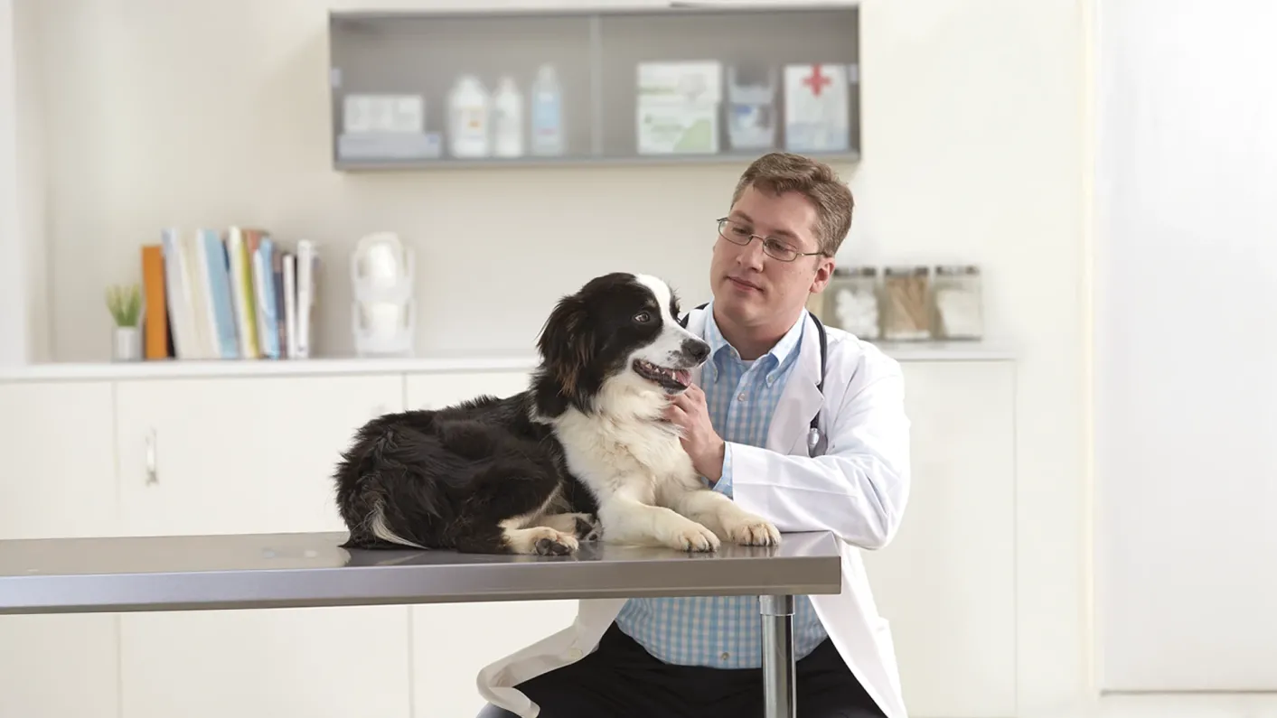 AOA_CENMKTG_PU_PPVS_Dog-New Website-Img Text Module_1920x1080px_250707_1.webp