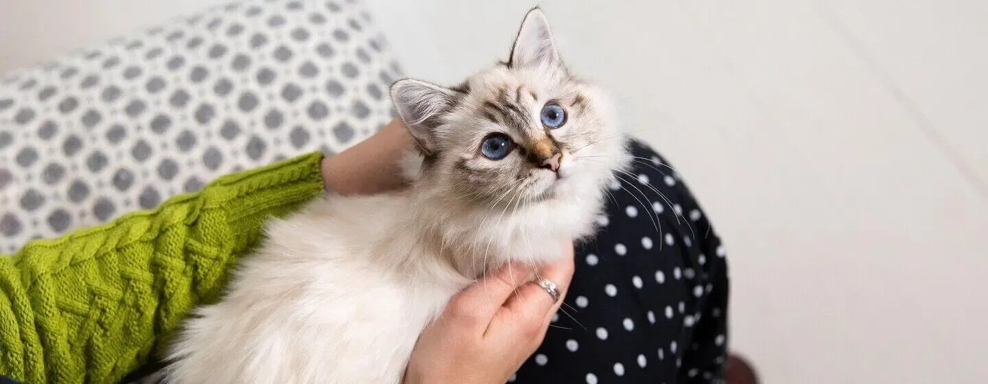 10 Cat Breeds with Blue Eyes