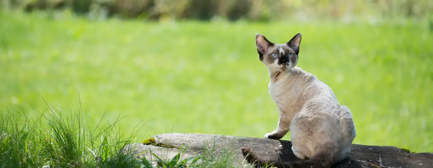 6 Small Cat Breeds