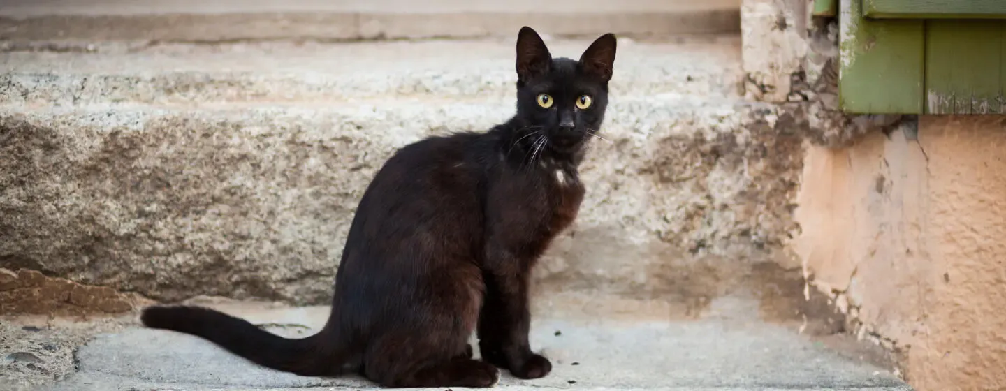 7 Awesome Black Cat Breeds You'll Want to Take Home