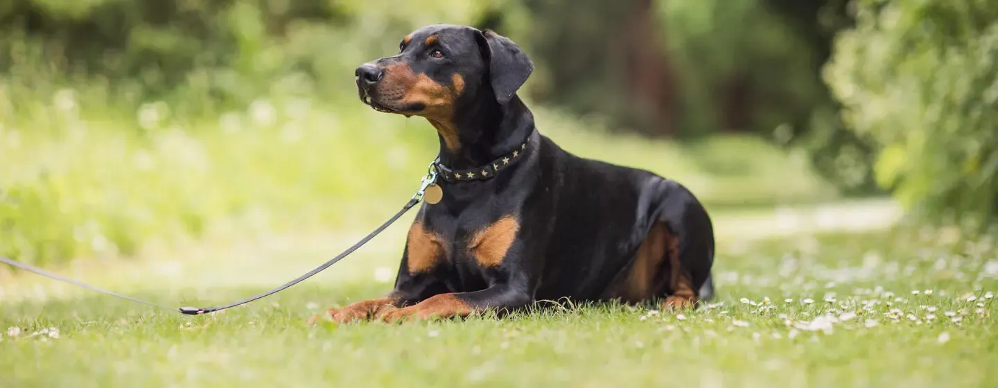 9 Black and Tan Dog Breeds