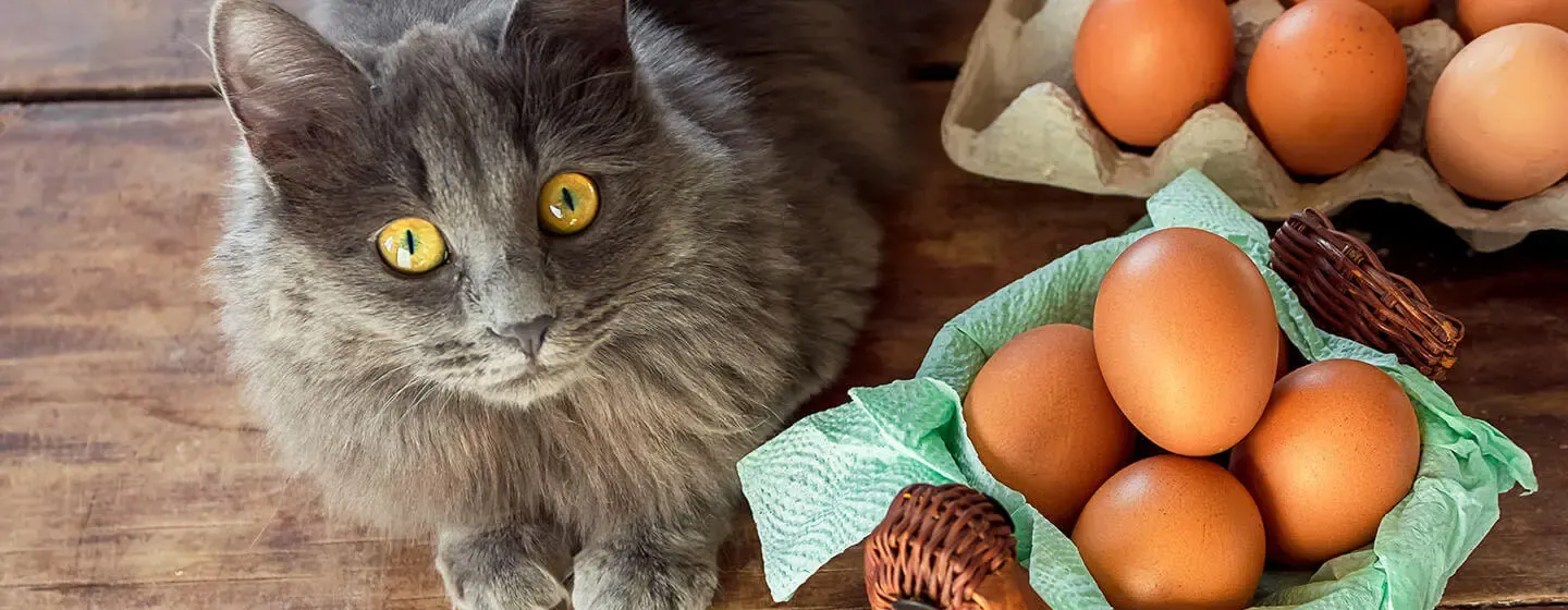 Can Cats Eat Eggs?