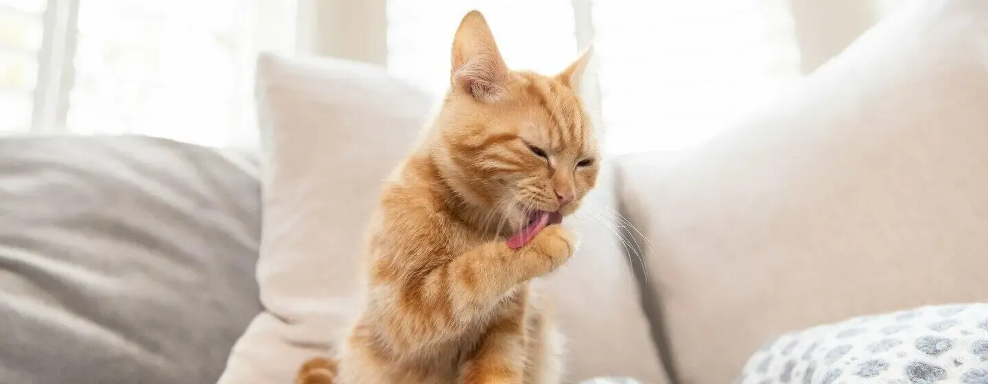 Cat Ticks: Causes, Signs and Treatment