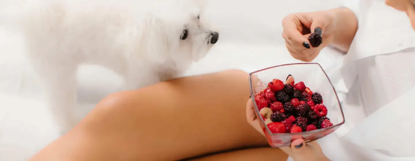 Can Dogs Eat Raspberries?