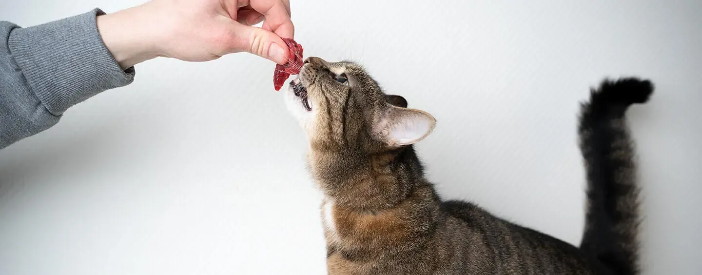 Can Cats Eat Raw Meat? All About Raw Food Diets for Cats
