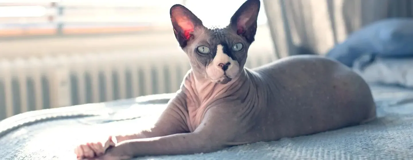 6 Hairless Cat Breeds
