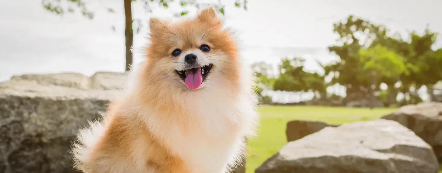 9 Small Fluffy Dog Breeds