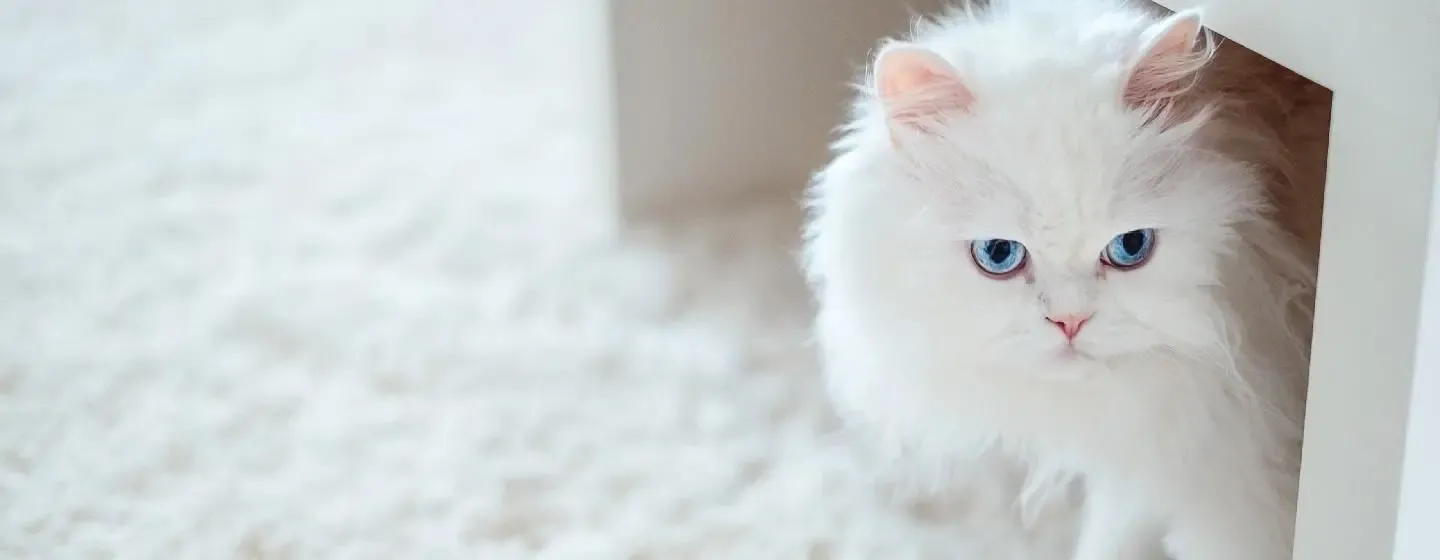 Gorgeous White Cat Breeds to Welcome to the Family